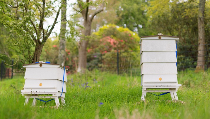 Weyborne beehives